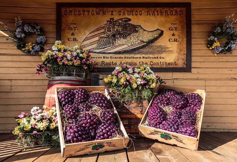 Knott’s Berry Farm’s Boysenberry Festival 