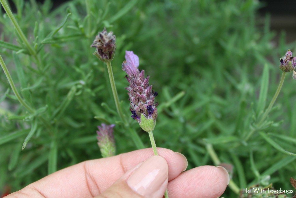 Uses and Benefits of Lavender Oil