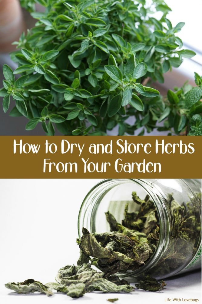 How to Dry and Store Herbs From Your Garden