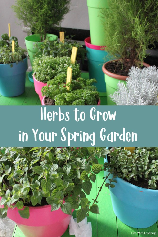 Herbs to Grow in Your Spring Garden