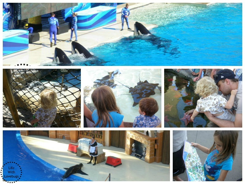 Sea World San Diego Family Trip