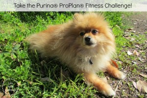 Take the Purina® ProPlan® Fitness Challenge!