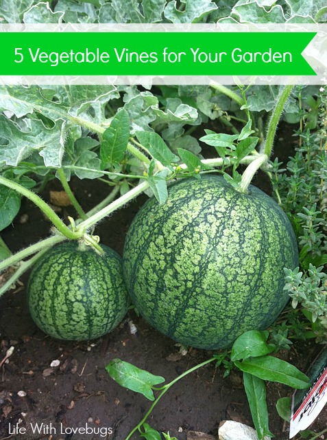 5 Vegetable Vines for Your Garden