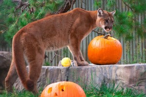 OC Halloween Zoo-tacular