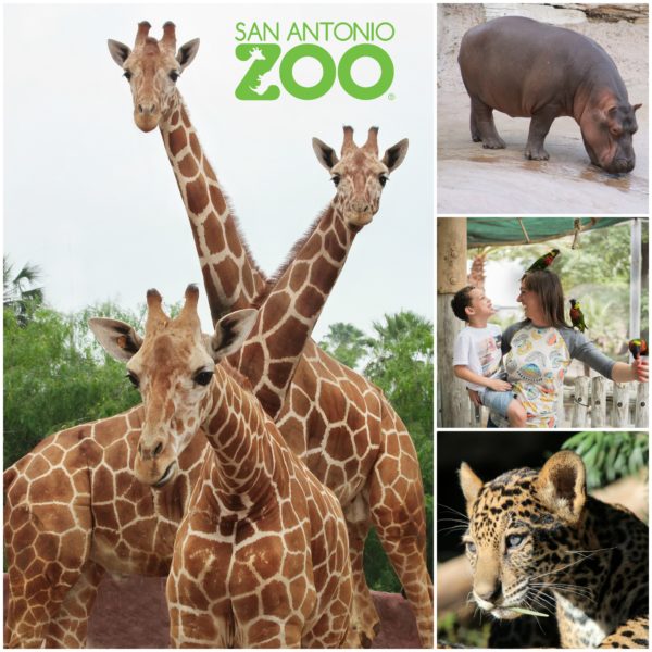 San Antonio Zoo: Free Admission for First Responders in September