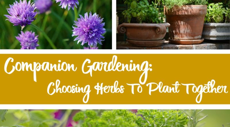 Companion Gardening: Choosing Herbs To Plant Together